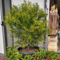 Podocarpus Gracilior Globe Picture of Podocarpus Gracilior Globe