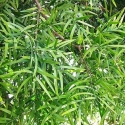Picture of Podocarpus Gracilior