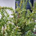 Picture of Podocarpus Jacks Pass