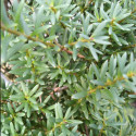 Picture of Podocarpus Matapouri Blue STD