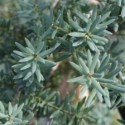Picture of Podocarpus Matapouri Blue