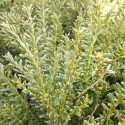 Picture of Podocarpus Nivalis