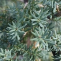 Picture of Podocarpus T Matapouri Blue Std