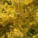 Picture of Podocarpus Totara Aurea