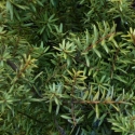 Picture of Podocarpus Totara