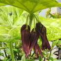 Picture of Podophyllum Kaleidoscope