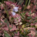 Picture of Polemonium Stairway to Heaven