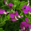 Picture of Polygala Grandiflora 