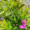 Picture of Polygala Myrtifolia Grandis