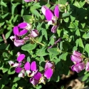 Picture of Polygala Petite Butterfly
