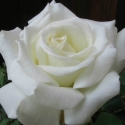 Picture of Pope John Paul II Std 80cm-Rose