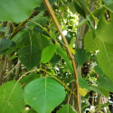 Picture of Populus Kawa