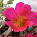 Picture of Portulaca pizzas Cherry Baby