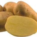 Picture of Potato Agria
