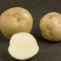 Picture of Potato Arran Banner