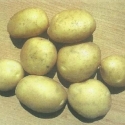 Picture of Potato Haylo