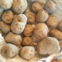 Picture of Potato Huakaroro