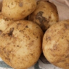 Picture of Potato Ilam Hardy