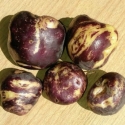 Picture of Potato Karuparera