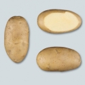 Picture of Potato Liseta