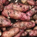 Picture of Potato Pink Fir Apple 