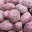 Picture of Potato Red Rascal