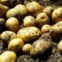 Picture of Potato Rua