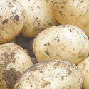 Picture of Potato Swift