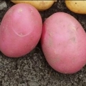 Picture of Potato Van Rosa