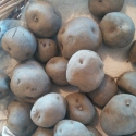 Picture of Potato Waiporoporo