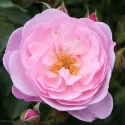 Picture of Precious Pet-Rose