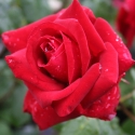 Picture of Precious Platinum Std 80cm-Rose