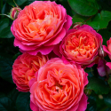 Picture of Pride Std 45 cm-Rose