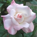 Picture of Pristine-Rose