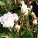 Picture of Prosperity-Rose