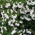 Picture of Prostanthera Cuneata