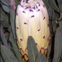 Picture of Protea Almond Frost