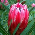 Picture of Protea Candy