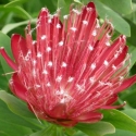 Picture of Protea Clarks Red
