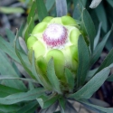 Picture of Protea Coronata