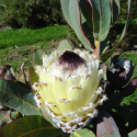 Picture of Protea Coronet Peak