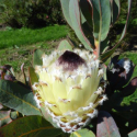 Picture of Protea Coronet Peak