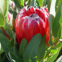 Picture of Protea Deep Secret