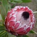 Picture of Protea Eclipse Hybrid