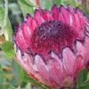 Picture of Protea Fiery Sunset