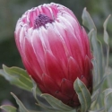 Picture of Protea Frosted Fire