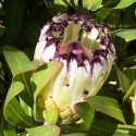 Picture of Protea Green Ice