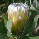 Picture of Protea Green Satin