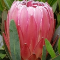 Picture of Protea Jazz