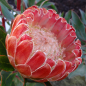 Picture of Protea Joey